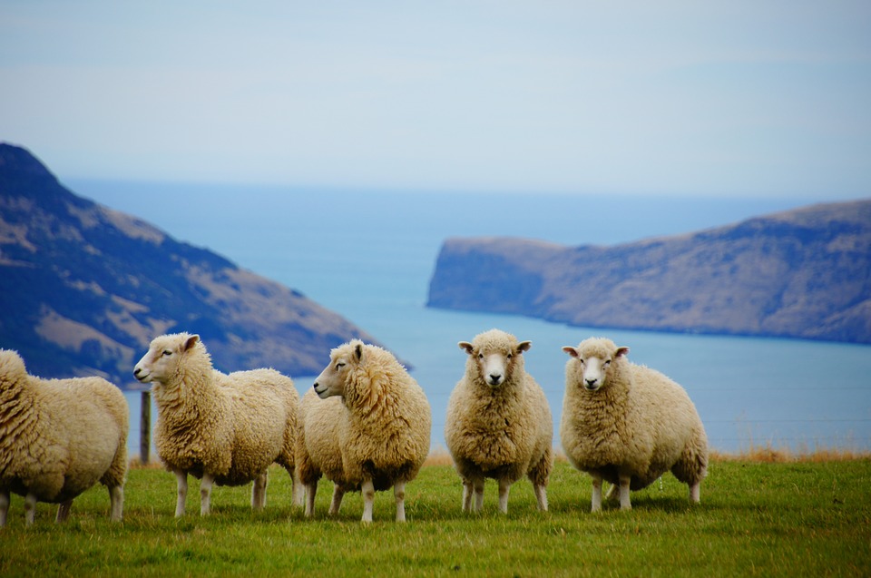 sheep in a pasture