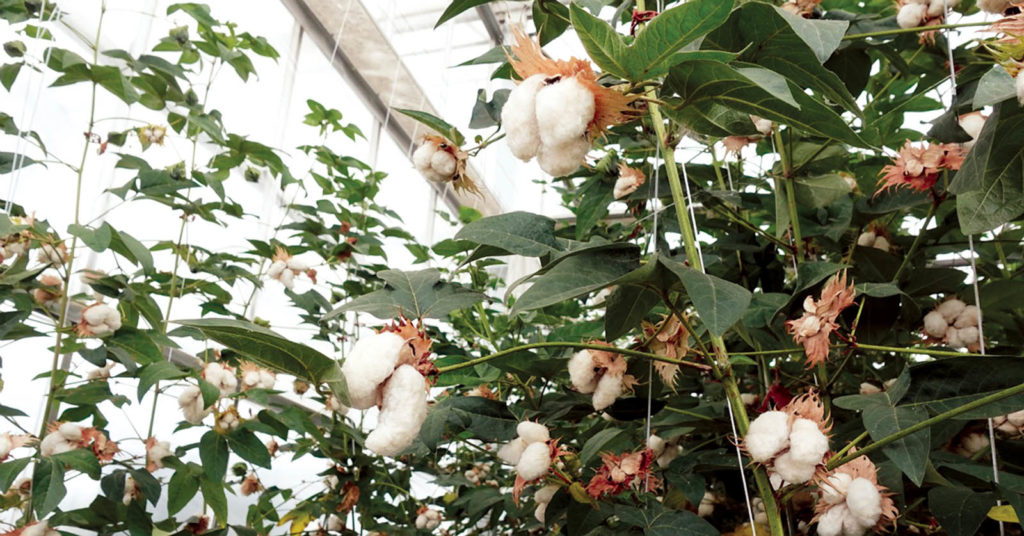 sustainable cotton