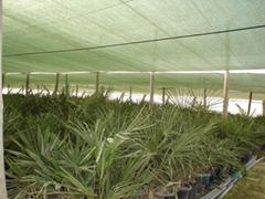 Green Insect Netting over rows of plants.